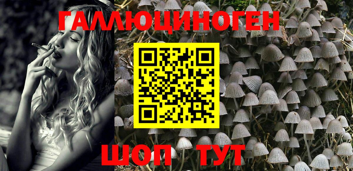 Псилоцибиновые грибы Psilocybe Крымск